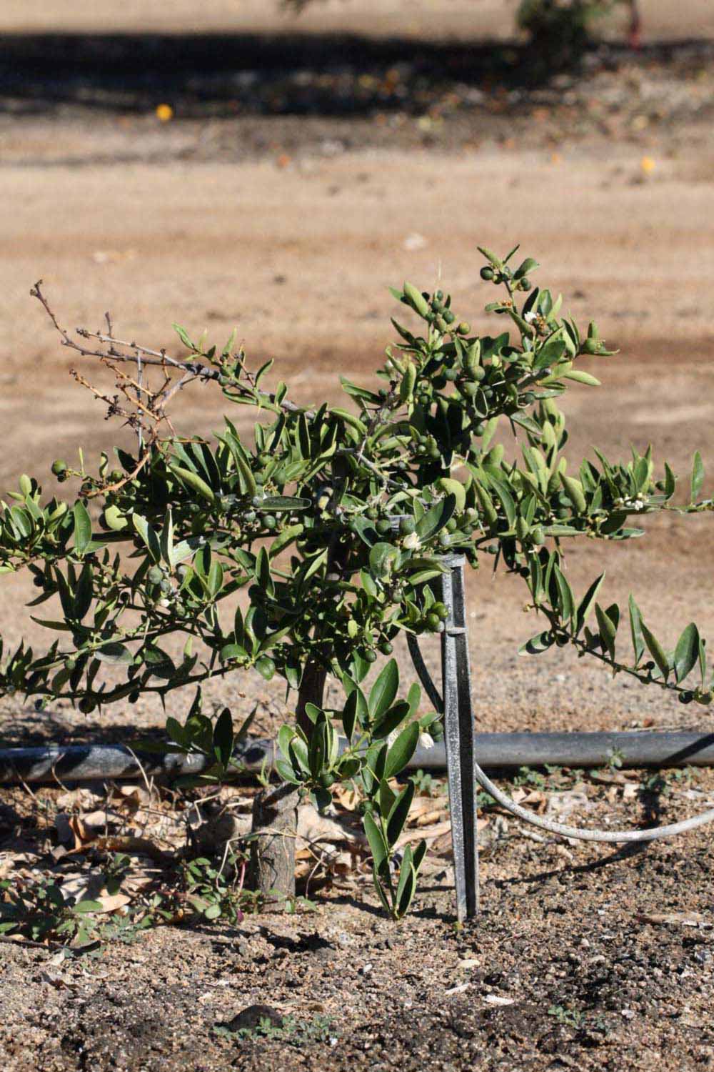            Habit (Riverside, CA)   